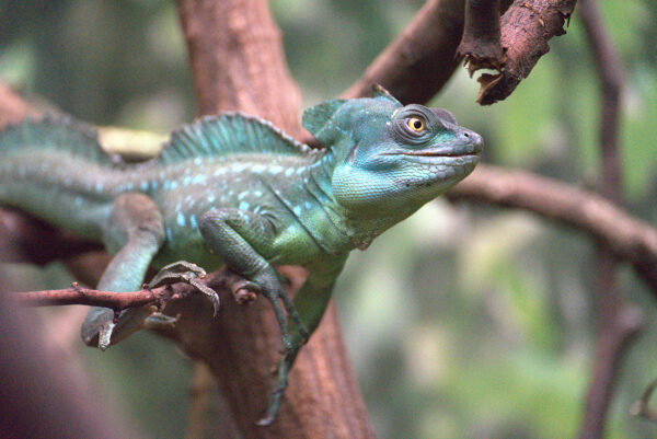 Groene Basilisk in een struik