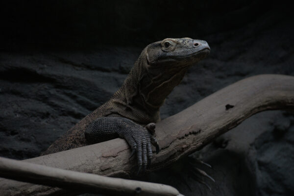 Komodovaraan leunt op een omgevallen boomstam